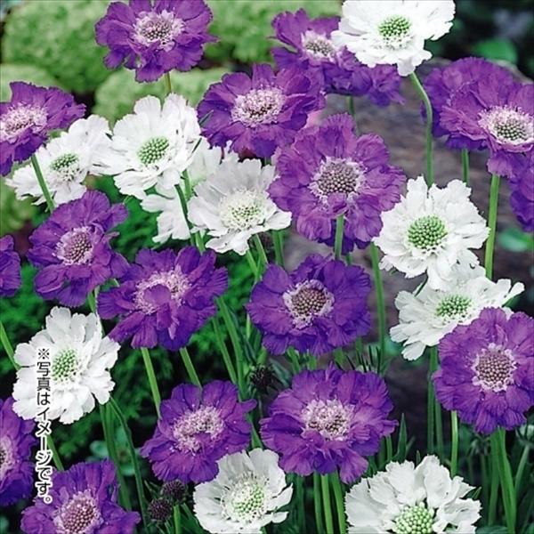 花苗 スカビオサ コーカシカセット 2種6株 / 花の苗 コーカス マツムシソウ 松虫草