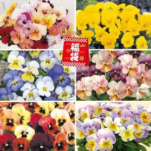 花苗 パンジー・ビオラ福袋 24株 / 花の苗 パンビオ 花壇 パンジーの苗 ビオラの苗
