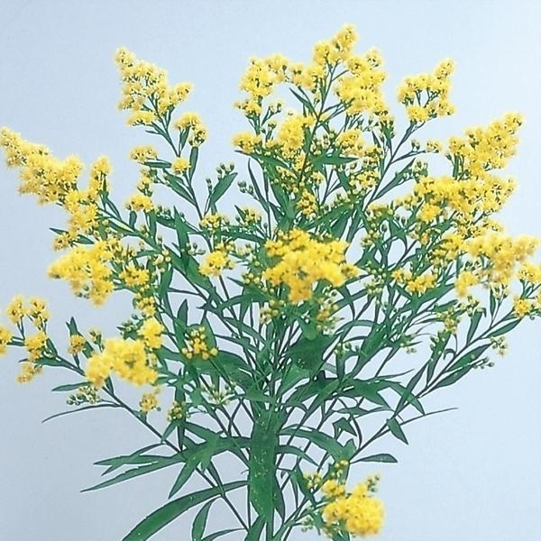 花苗 ソリダスター 2株 / 花の苗 切り花向き