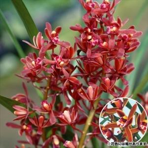 キンリョウヘン 金稜辺 花芽2芽付き 4号ポット苗 令和8年春開花見込み