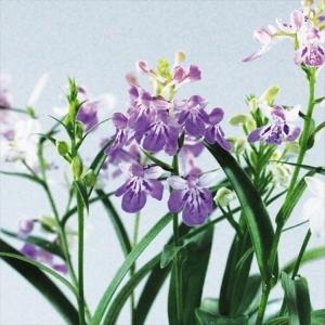 ウチョウランの商品一覧 通販 Yahoo ショッピング