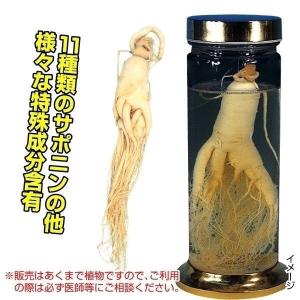 国華園 有用植物苗 朝鮮人参 2株 / 家庭菜園 高麗人参 健康 ちょうせん