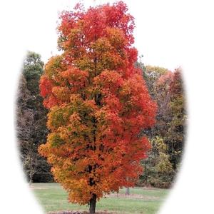 花木 サトウカエデ 1株