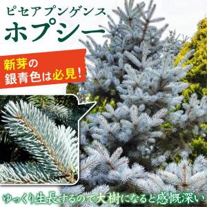 国華園 ピセアプンゲンス苗 ホプシー 1株 6...の詳細画像1