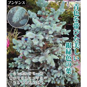 国華園 ピセアプンゲンス苗 ホプシー 1株 6...の詳細画像3