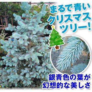 国華園 ピセアプンゲンス苗 ホプシー 1株 6...の詳細画像2