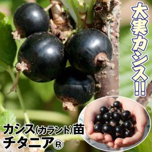 カシスの木 （ 黒フサスグリ、ブラックカーラント ） 12cmポット苗