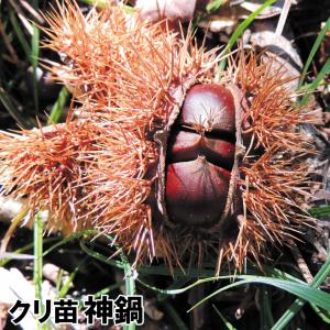 クリ 神鍋 1株 果樹苗 国華園