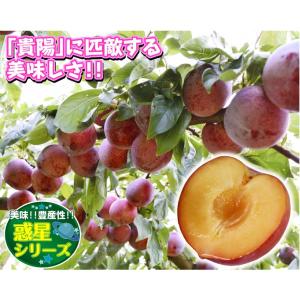 国華園 果樹苗 スモモ クイーンマーキュリーR...の詳細画像1