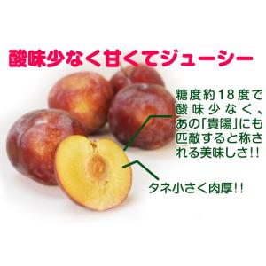 国華園 果樹苗 スモモ クイーンマーキュリーR...の詳細画像2