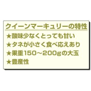国華園 果樹苗 スモモ クイーンマーキュリーR...の詳細画像3