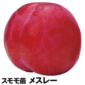 スモモメスレーの商品一覧 通販 Yahoo ショッピング