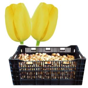 チューリップ球根販売の商品一覧 通販 Yahoo ショッピング