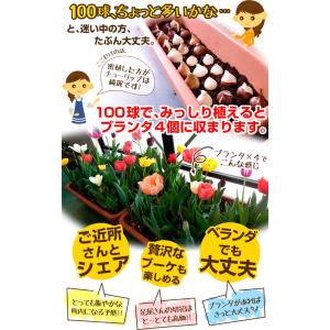 国華園 チューリップ 球根 100連ガチャ 1...の詳細画像2