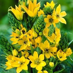 ワトソニアの球根(ピンク)5球 watosomargi-2.jpg