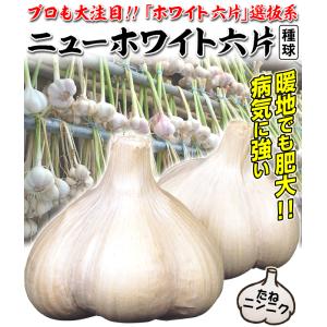国華園 ニンニク 種球 ニューホワイト六片 1...の詳細画像1