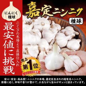 国華園 ニンニク 種球 嘉定ニンニク (種球)...の詳細画像1