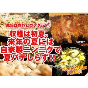 国華園 ニンニク 種球 ホワイトニンニク (種...の詳細画像3
