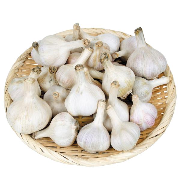 国華園 ニンニク 種球 霧島ニンニク（種球 ・国産） 500g / にんにく ニンニクの種 にんにく...
