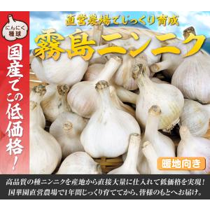 国華園 ニンニク 種球 霧島ニンニク(種球 ・...の詳細画像1