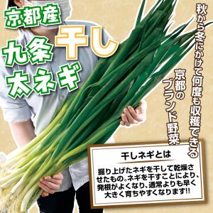 国華園 ネギ苗 京都産九条干し太ネギ 1kgの詳細画像1