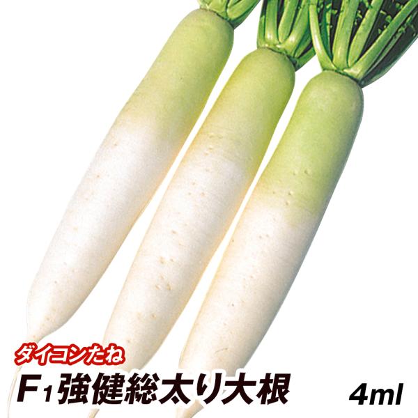 種 野菜たね ダイコン F1強健総太り大根 1袋（4ml） 大根 野菜の種 国華園