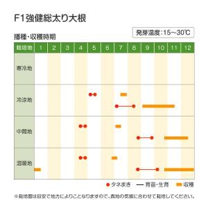 国華園 種 野菜たね ダイコン F1強健総太り...の詳細画像3
