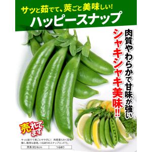 国華園 種 野菜たね マメ エンドウ ハッピー...の詳細画像2