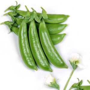 国華園 種 野菜たね マメ エンドウ ハッピー...の詳細画像3