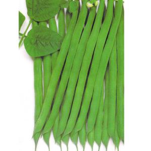 国華園 種 野菜たね マメ インゲン おとくなイ...の商品画像