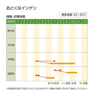 国華園 種 野菜たね マメ インゲン おとくな...の詳細画像2
