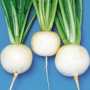 国華園 種 野菜たね カブ まんぷくかぶ 1袋（4ml） 蕪 やさいの種