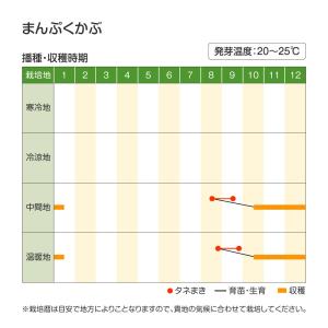国華園 種 野菜たね カブ まんぷくかぶ 1袋...の詳細画像2