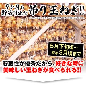 国華園 種 野菜たね タマネギ (中晩生)F1...の詳細画像3
