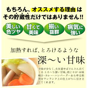 国華園 種 野菜たね タマネギ (中晩生)F1...の詳細画像5