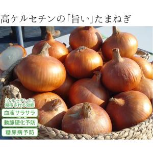 国華園 種 野菜たね タマネギ (中晩生)F1...の詳細画像4