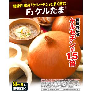 国華園 種 野菜たね タマネギ (中晩生)F1...の詳細画像2