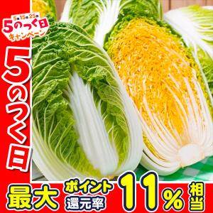 種 野菜たね ハクサイ F1オレンジクイン 1袋(コート種子 100粒)｜kokkaen