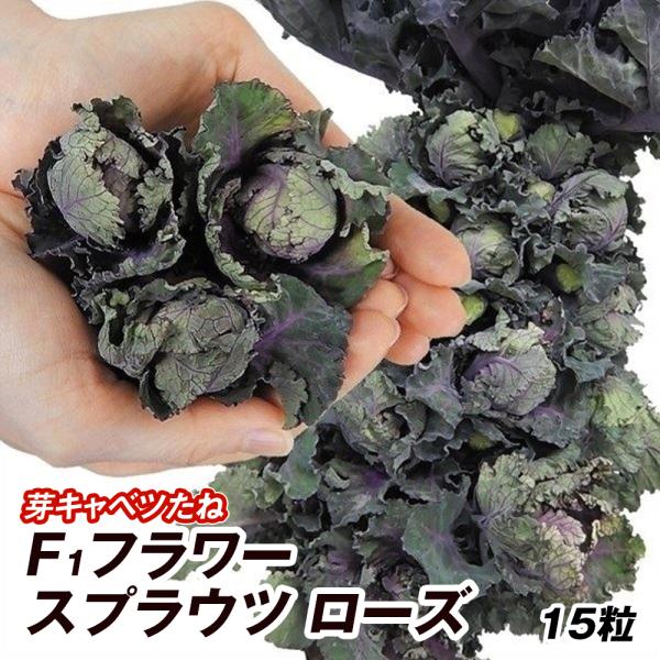 種 野菜たね 芽キャベツ F1フラワースプラウツ ローズ 1袋（15粒） 甘藍 野菜の種 国華園