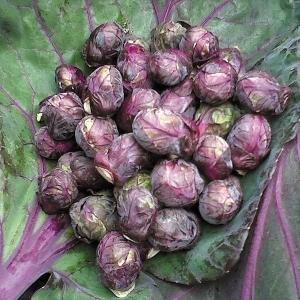 国華園 種 野菜たね 芽キャベツ レッドブル 1袋（15粒） 甘藍 やさいの種