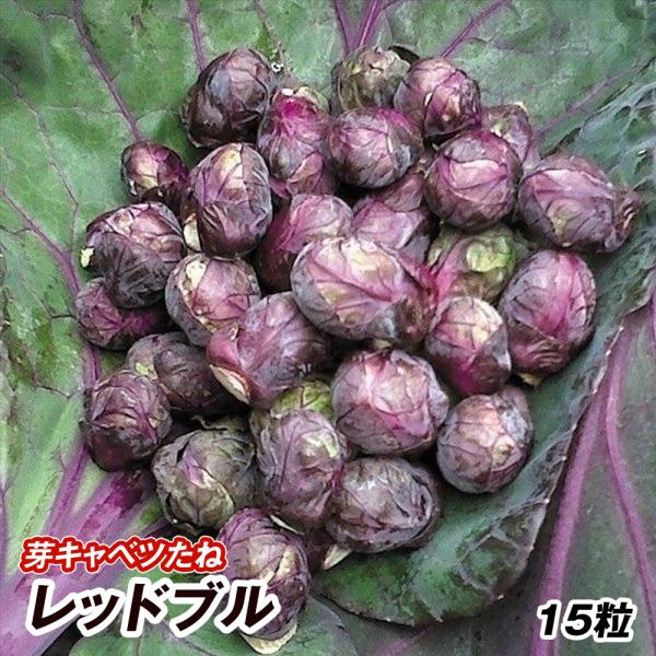 種 野菜たね 芽キャベツ レッドブル 1袋（15粒） 甘藍 野菜の種 国華園