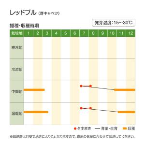 国華園 種 野菜たね 芽キャベツ レッドブル ...の詳細画像2