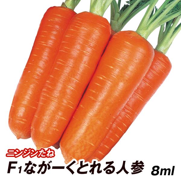 種 野菜たね ニンジン F1ながーくとれる人参 1袋（8ml） 人参 野菜の種 国華園