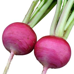 国華園 種 野菜たね カブ F1もものすけ 1袋（1ml） 蕪 やさいの種