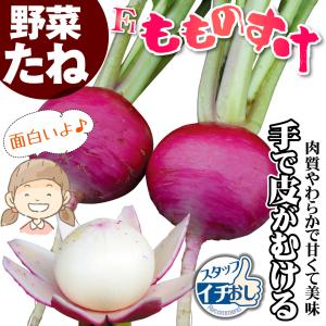 国華園 種 野菜たね カブ F1もものすけ 1...の詳細画像2