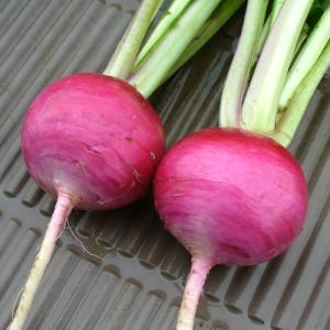国華園 種 野菜たね カブ F1もものすけ 1...の詳細画像3