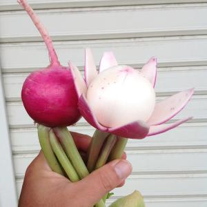 国華園 種 野菜たね カブ F1もものすけ 1...の詳細画像4
