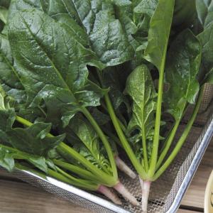 国華園 種 野菜たね ホウレン草 F1弁天丸（R）1袋（25ml） 法蓮草 ほうれんそう やさいの種