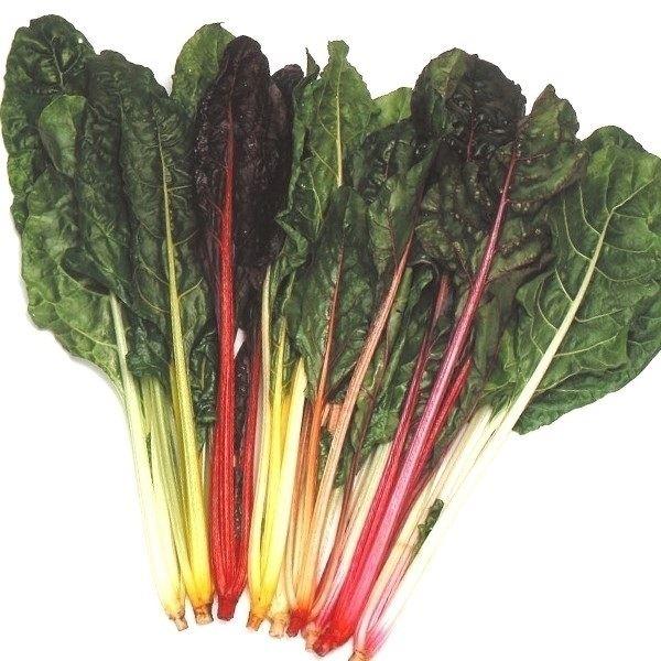 種 野菜たね 菜類 スイスチャードMIX 1袋(4ml)