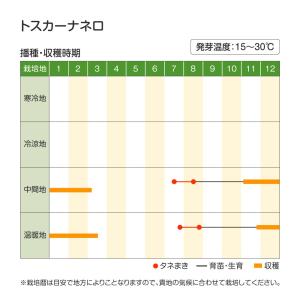 国華園 種 野菜たね 西洋野菜 キャベツ トス...の詳細画像1